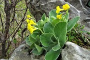 55 Primula orecchia d'orso (Primula auricula)